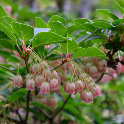 Enkianthus campanulatus Red Bells