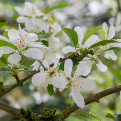 MALUS TORINGO 'JUTTA' - Pommier d'ornement