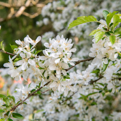 MALUS TORINGO 'JUTTA' - Pommier d'ornement