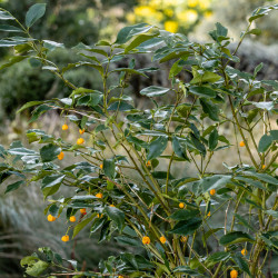 Euonymus myrianthus