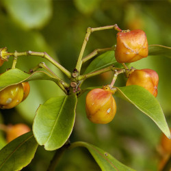 Euonymus myrianthus