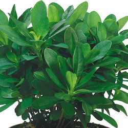 Euphorbia amygdaloïdes var. robbiae