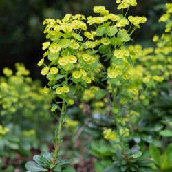 Euphorbia amygdaloïdes robbiae