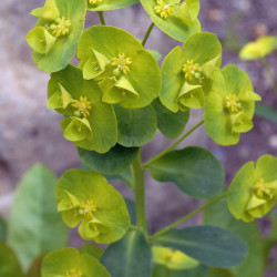 Euphorbia amygdaloïdes robbiae