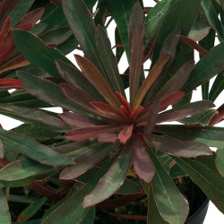 Euphorbia characias Miners Merlot - Euphorbe