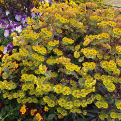 Euphorbia characias Miners Merlot