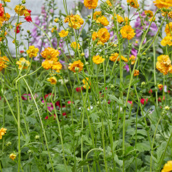 Geum chiloense 'Lady Stratheden' - Benoîte des jardins