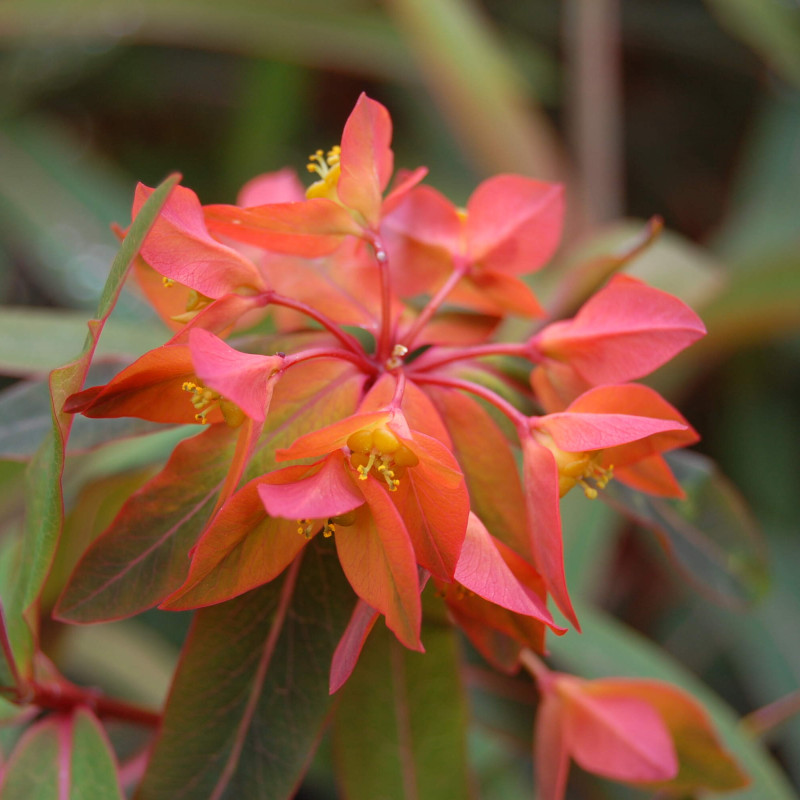 Euphorbe griffithii Fireglow I Pépinière en ligne