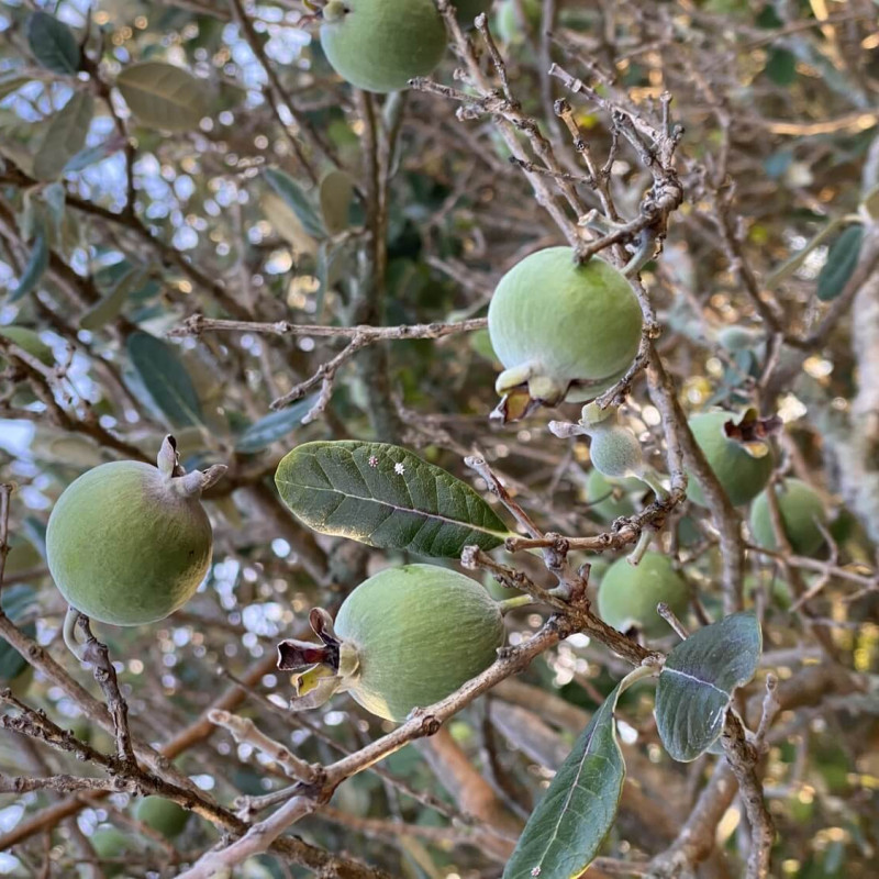 Acca (Feijoa) sellowiana 'Compacta'