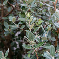Acca (Feijoa) sellowiana 'Compacta'