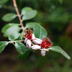 Acca (Feijoa) sellowiana 'Compacta'