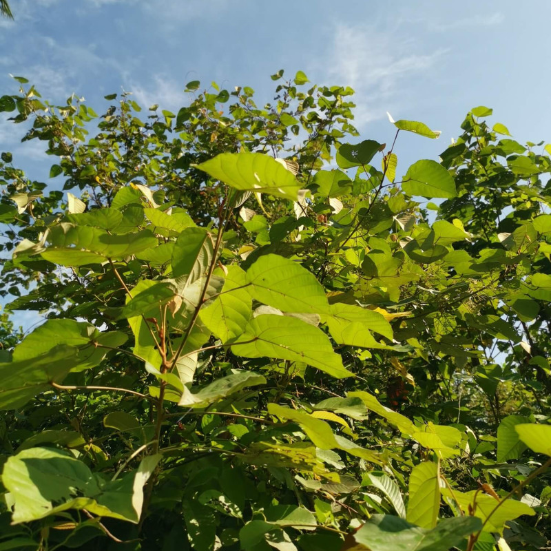 Firmiana simplex