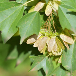 Firmiana simplex
