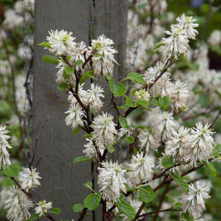 Fothergilla gardenii 'Blue Mist'