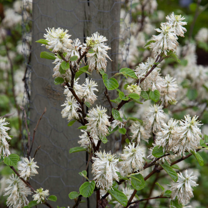 Fothergilla gardenii 'Blue Mist'