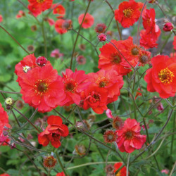 Geum Fiery Tempest