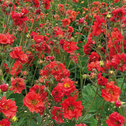Geum Fiery Tempest