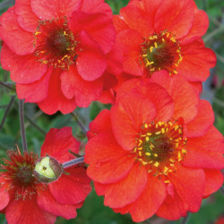Geum Fiery Tempest