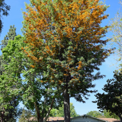Grevillea robusta