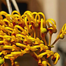 Grevillea robusta