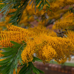 Grevillea robusta