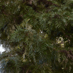 Grevillea robusta