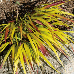 Hakonechloa macra Sunflare