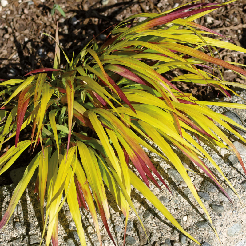 Hakonechloa macra Sunflare
