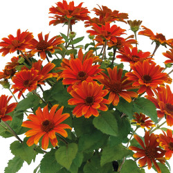 Heliopsis ‘Sole d’Amore’