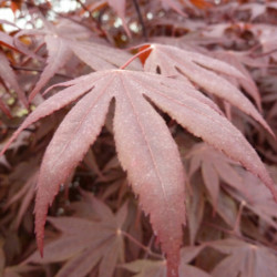Acer palmatum ‘Bloodgood’