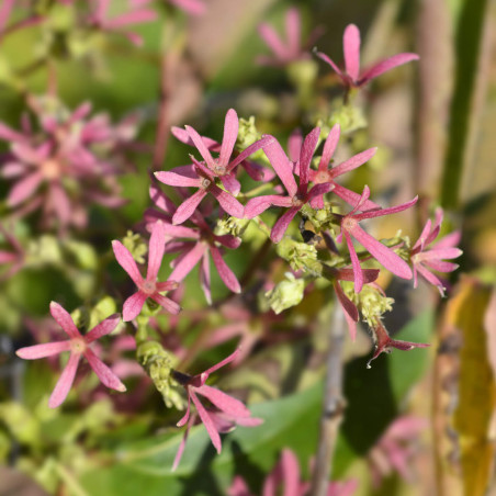 Heptacodium miconioides Tianshan I Pépinière en ligne