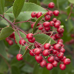 Heteromeles arbutifolia