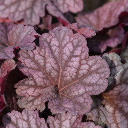Heuchera WORLD CAFFE Arabica