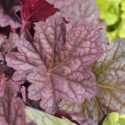 Heuchera WORLD CAFFE Arabica
