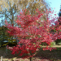Acer palmatum ‘Bloodgood’ -...
