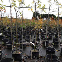 Malus domestica 'Belchard' ou 'Chantecler' - Pommier