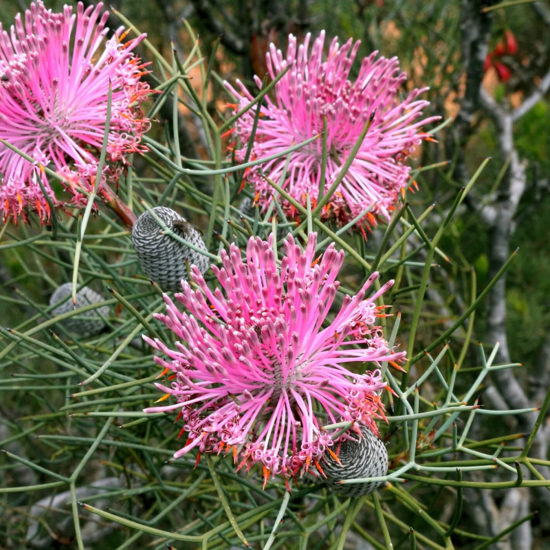 Isopogon formosus