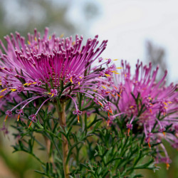 Isopogon formosus
