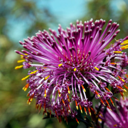 Isopogon formosus