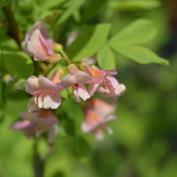 Laburnocytisus adamii