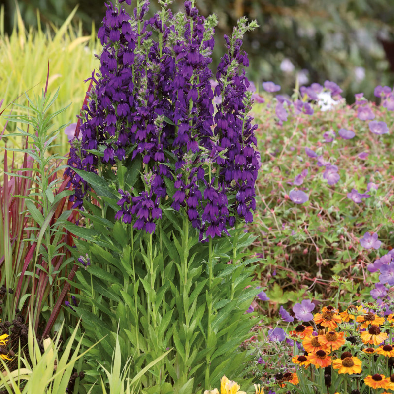 Lobelia x speciosa 'Starship blue'