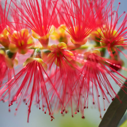 Callistemon 'Captain Cook'