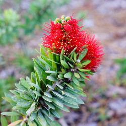 Callistemon 'Captain Cook'