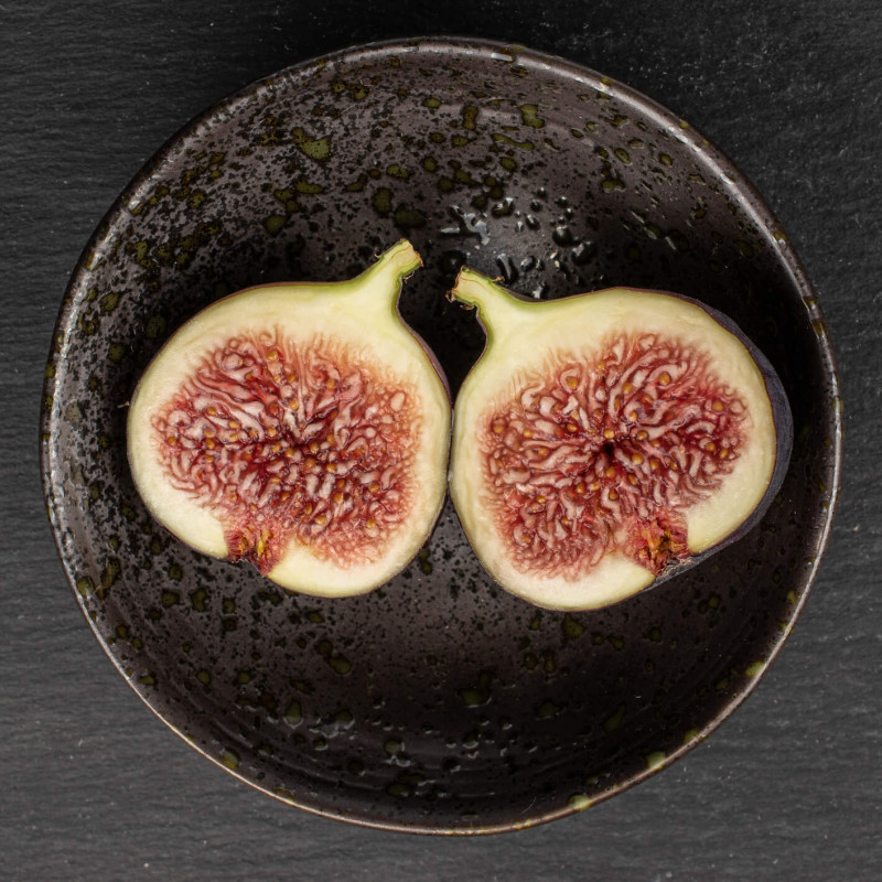 Ficus carica 'Ronde de Bordeaux'