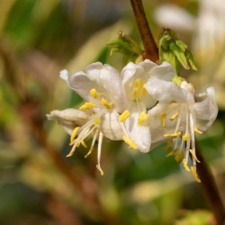 Lonicera purpusii Winter Beauty