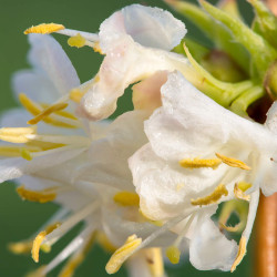 Lonicera purpusii Winter Beauty