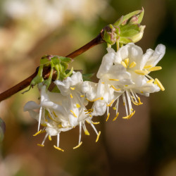 Lonicera purpusii Winter Beauty