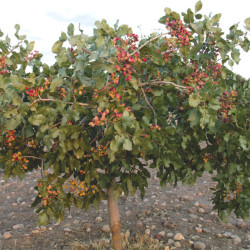 Pistachier Pistacia vera