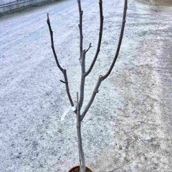 Ficus carica ‘Col de dame blanc’