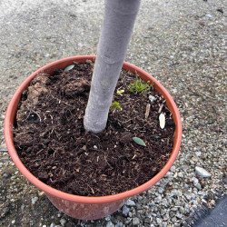 Ficus carica ‘Col de dame blanc’
